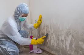  Cottonwood Shores, TX Mold Removal Pros